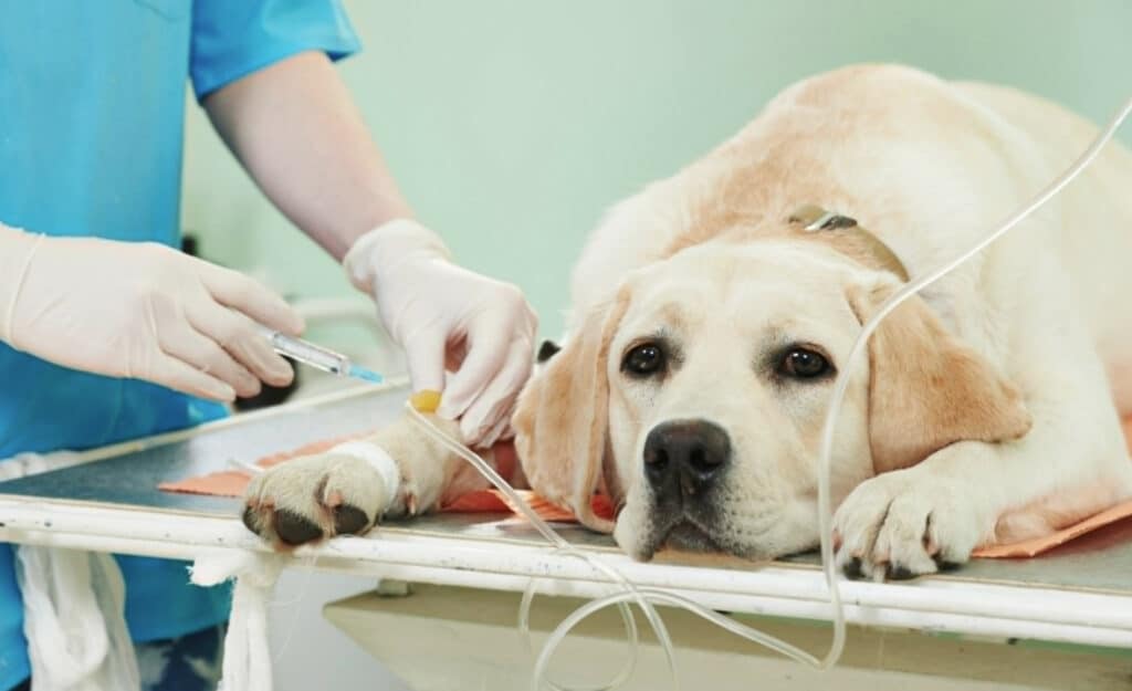 강아지 췌장염 치료비용