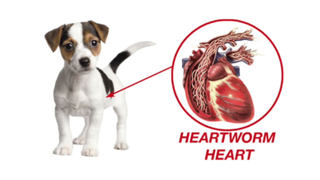강아지 심장사상충 증상