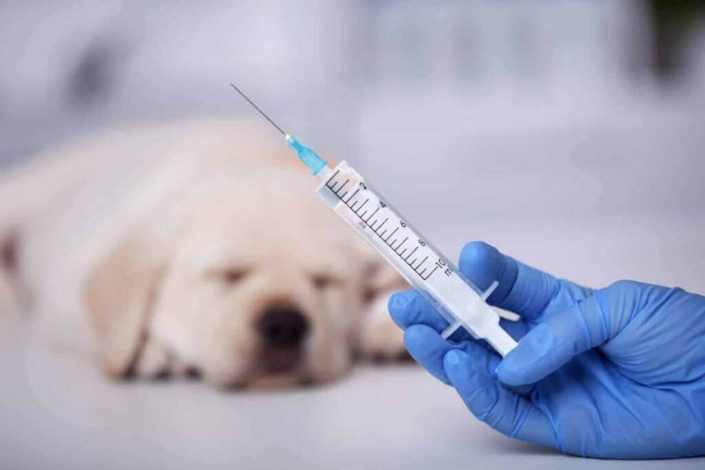 강아지 예방접종 시기