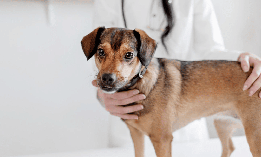 강아지 예방접종